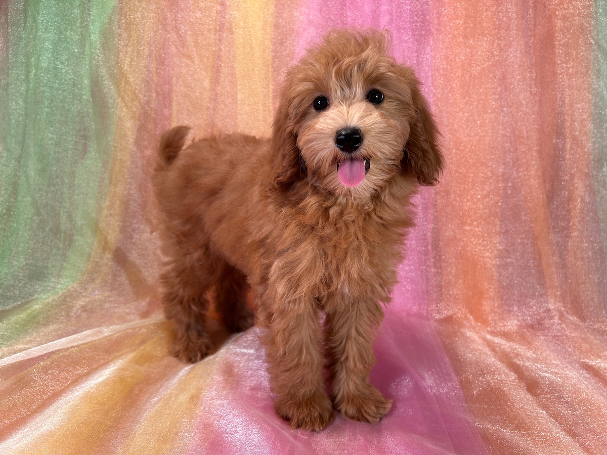 Female Miniature Goldendoodle Puppy for Sale DOB 5-1-2025 $1200